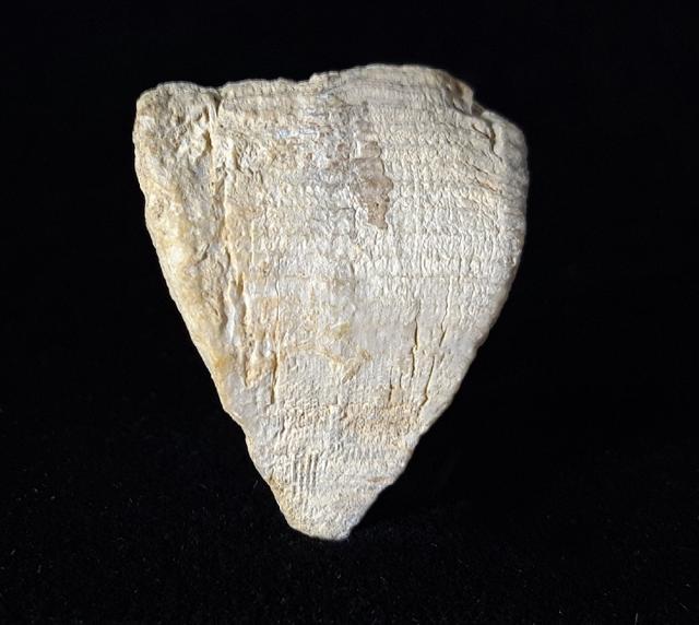 Calceola sandalina (LINNAEUS 1771) - Bild © FossNet FossilienStore